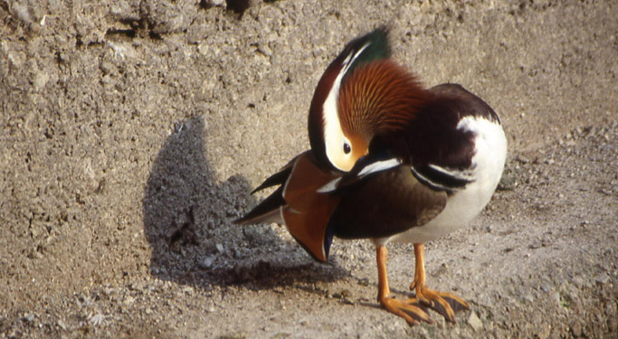 Aix galericulata - Anatidae